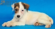 Parson Jack Russell Terrier Macho Tricolor #324M1273.jpg