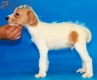 Parson Jack Russell Terrier Macho Bicolor #324M2275.jpg