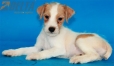 Parson Jack Russell Terrier Macho Bicolor #324M2277.jpg