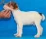 Parson Jack Russell Terrier Macho Tricolor #324M3278.jpg