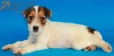 Parson Jack Russell Terrier Macho Tricolor #324M3280.jpg