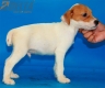Parson Jack Russell Terrier Macho Bicolor #324M4281.jpg