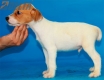 Parson Jack Russell Terrier Macho Bicolor #324M4282.jpg