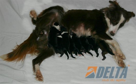 Club de Agility Delta