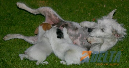 Club de Agility Delta