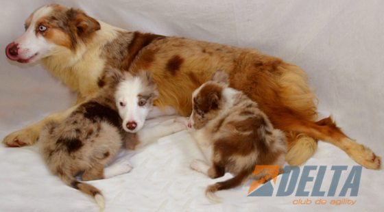 Club de Agility Delta