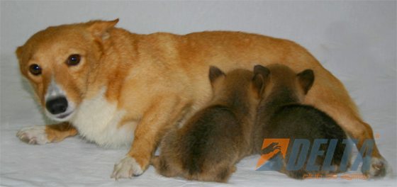 Kiwi X Muscat32.jpg