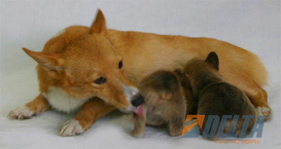 Kiwi X Muscat33.jpg
