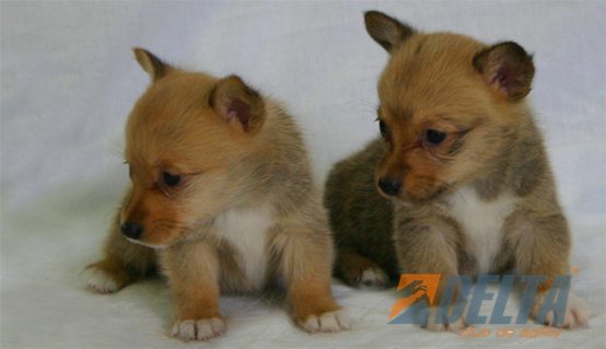 Kiwi X Muscat37.jpg
