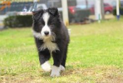 Club de agility Delta