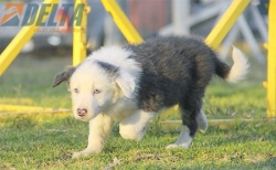 Club de agility Delta