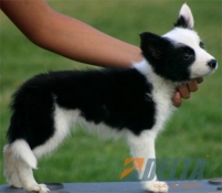 Club de agility Delta