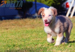 Club de agility Delta