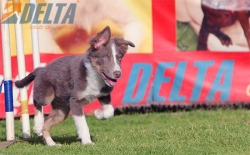 Club de agility Delta