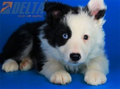 Club de agility Delta