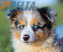 Club de agility Delta