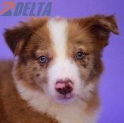 Club de agility Delta