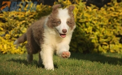 Club de agility Delta