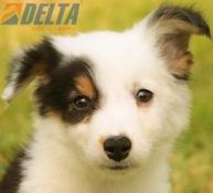 Club de agility Delta