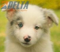 Club de agility Delta