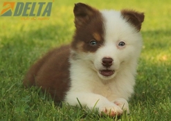 Club de agility Delta