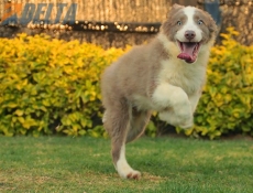 Club de agility Delta