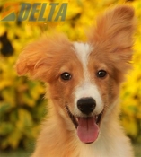 Club de agility Delta