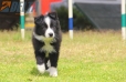 Border Collie Negro Bicolor Macho #287M53479.jpg