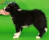 Border Collie Negro Bicolor Macho #287M53480.jpg