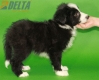 Border Collie Negro Bicolor Macho #287M53481.jpg