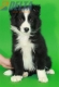 Border Collie Negro Bicolor Macho #287M53482.jpg