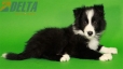 Border Collie Negro Bicolor Macho #287M53483.jpg