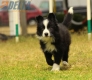 Border Collie Negro Bicolor Macho #287M53484.jpg