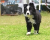 Border Collie Negro Bicolor Macho #287M53485.jpg