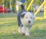 Border Collie Azul Bicolor Macho #291M13528.jpg