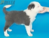 Border Collie Azul Bicolor Macho #291M13530.jpg