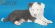 Border Collie Azul Bicolor Macho #291M13532.jpg