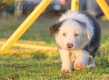 Border Collie Azul Bicolor Macho #291M13533.jpg