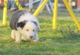 Border Collie Azul Bicolor Macho #291M13534.jpg