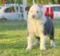 Border Collie Azul Bicolor Macho #291M13535.jpg