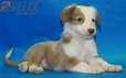 Border Collie Champagne Bicolor Hembra #335H14204.jpg