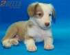 Border Collie Champagne Bicolor Hembra #335H14205.jpg