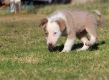 Border Collie Champagne Bicolor Hembra #335H14206.jpg