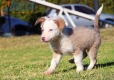 Border Collie Champagne Bicolor Hembra #335H14207.jpg