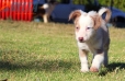 Border Collie Champagne Bicolor Hembra #335H14209.jpg