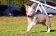 Border Collie Champagne Bicolor Hembra #335H14210.jpg