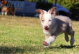 Border Collie Champagne Bicolor Hembra #335H14212.jpg