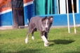 Border Collie Lila Tricolor Macho #348M74534.jpg