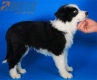 Border Collie Negro Bicolor Macho #485M25776.jpg