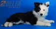 Border Collie Negro Bicolor Macho #485M25779.jpg